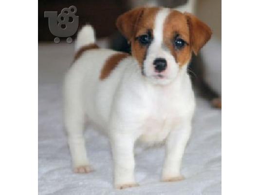 PoulaTo: Jack Russel κουτάβια